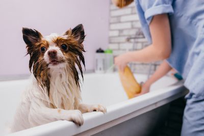 Pet Grooming and Pet Sitting Insurance in Tillamook, OR by Hudson Insurance & Investment Services