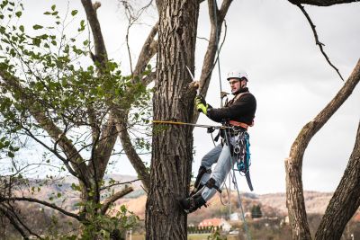 Tree Trimming Insurance in Tillamook, OR by Hudson Insurance & Investment Services